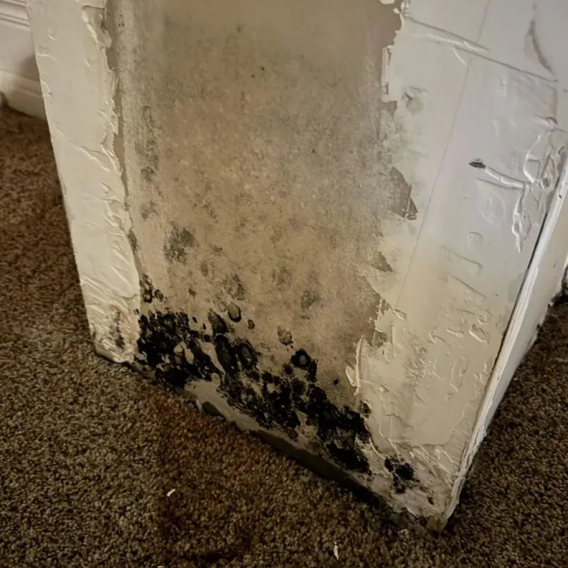 Professional Mold Removal in McCurtain County, OK